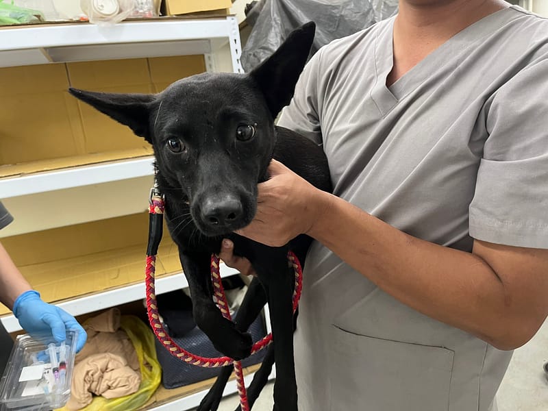 【待認養】混種犬 狗 (女生) - 臺北市動物之家