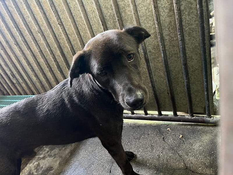 【待認養】混種犬 狗 (男生) - 彰化縣流浪狗中途之家