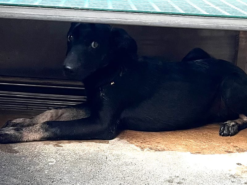 【待認養】混種犬 狗 (男生) - 彰化縣流浪狗中途之家