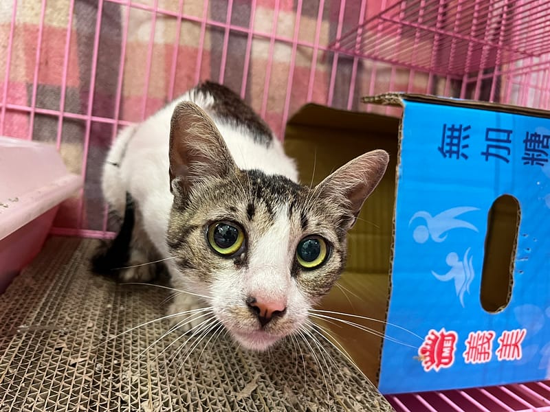 【待認養】混種貓 貓 (女生) - 臺北市動物之家