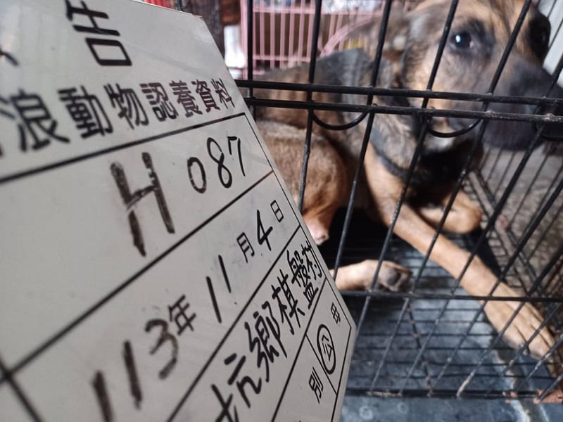 【待認養】混種犬 狗 (男生) - 雲林縣流浪動物收容所