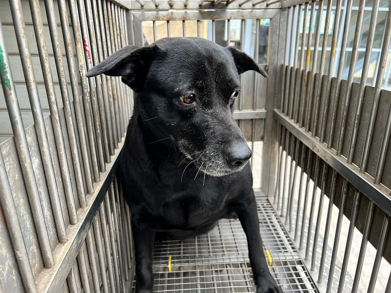 【待認養】混種犬 狗 (女生) - 桃園市動物保護教育園區