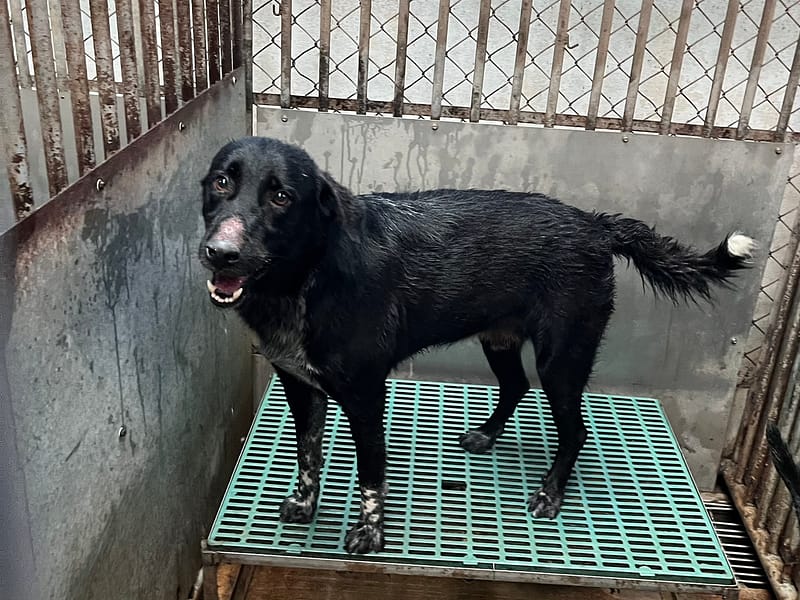 【待認養】混種犬 狗 (男生) - 彰化縣流浪狗中途之家