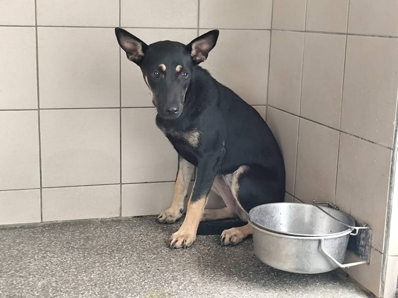 【待認養】混種犬 狗 (女生) - 高雄市燕巢動物保護關愛園區